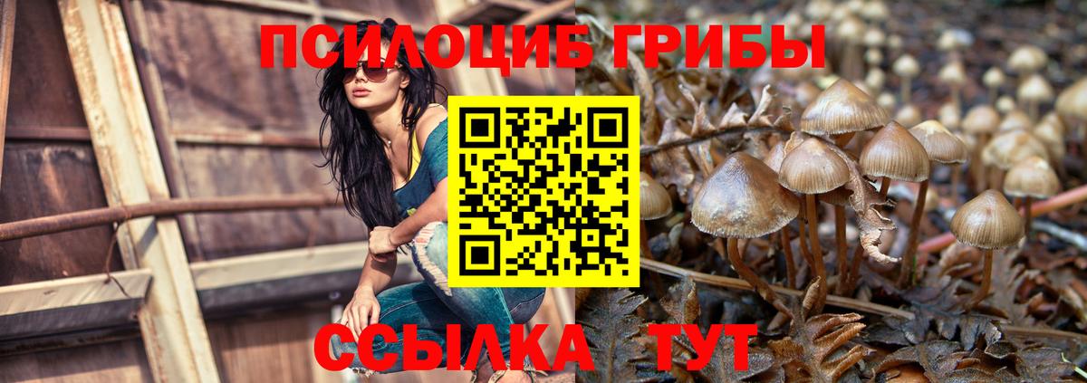 купить   Вход с VPN  Коркино  Галлюциногенные грибы Cubensis 